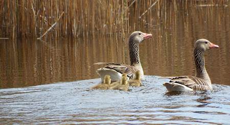 Graugansfamilie